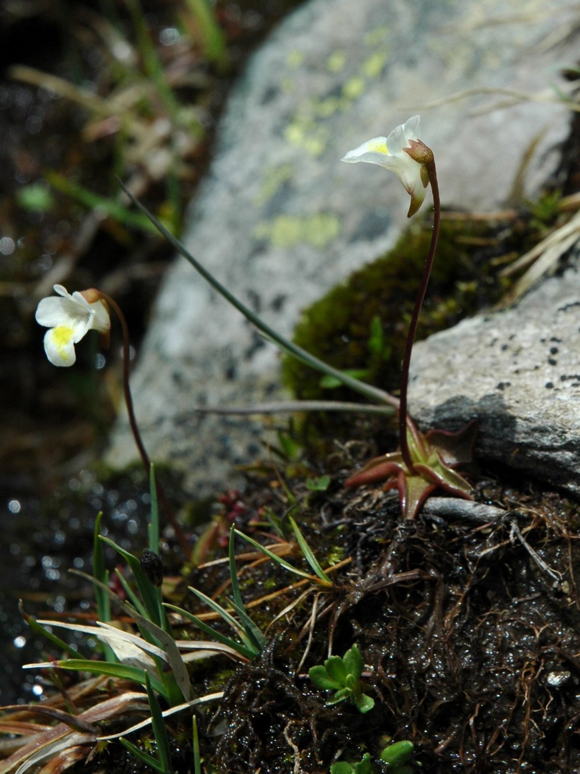 Pinguicula alpina / Pinguicola alpina